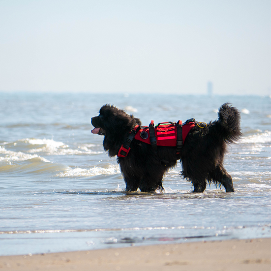 Adopting A Rescue Pet & Supporting Animal Welfare Charities