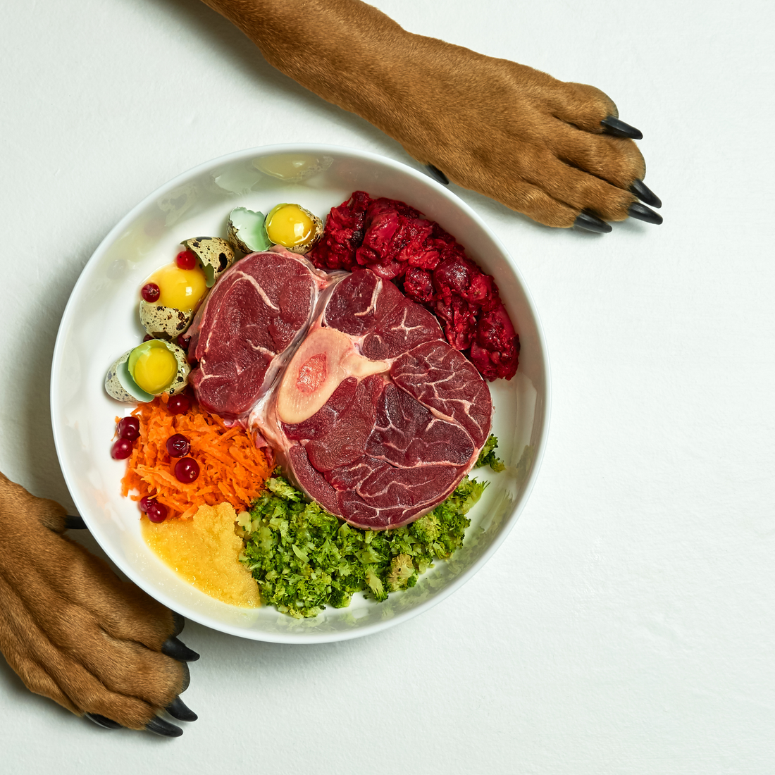 The Benefits Of A Raw Food Diet For Dogs