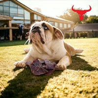 Buffalo Meat Jerky-Dog Treats-100g Buffalo Meat Jerky-Dog Treats-100g