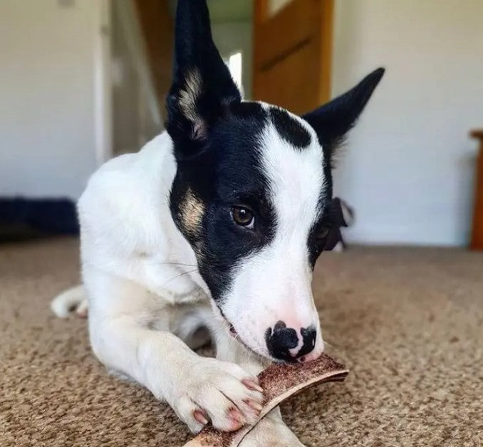 Green & Wilds Easy Antler Chew