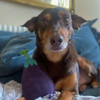 Green & Wilds Eco Dog Toy - Austin the Aubergine Green & Wilds Eco Dog Toy - Austin the Aubergine