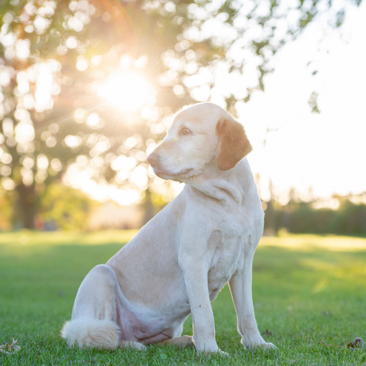 Introducing your pet to the great outdoors: tips and tricks for a natural and safe experience