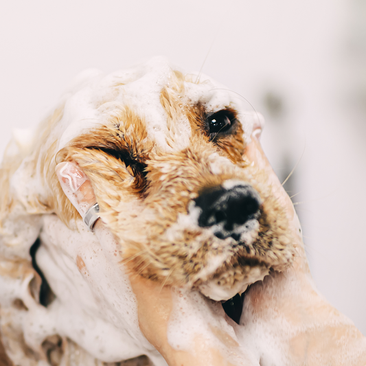 The Benefits Of Using Natural Grooming Products On Pets