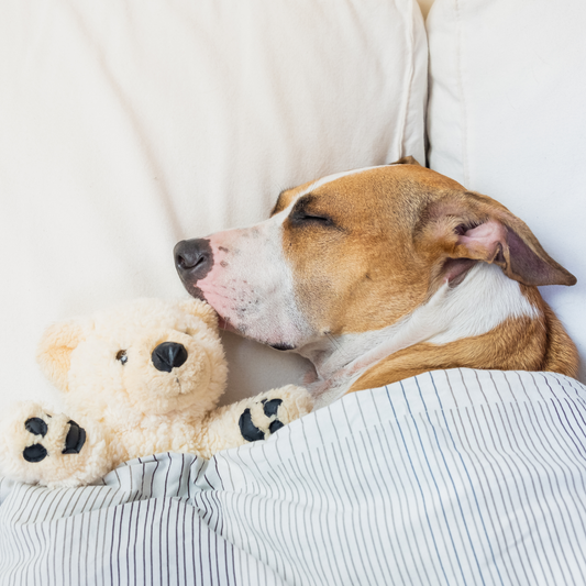 The benefits of natural and organic bedding and toys for pets